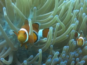 original clownfish picture