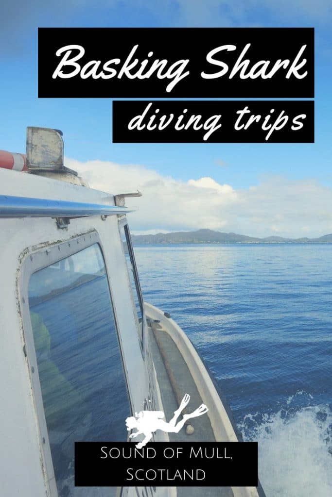Basking shark diving trip Sound of Mull Scotland