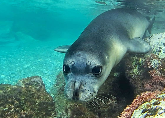 Monk Seal MOM