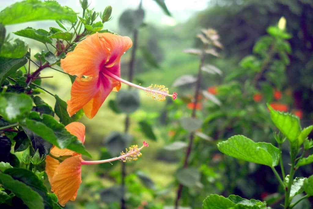 Hibiscus Flower Kona Big Island Hawaii