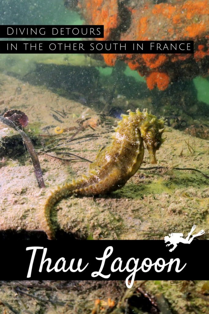 Seahorses - Scuba diving in Thau Lagoon France