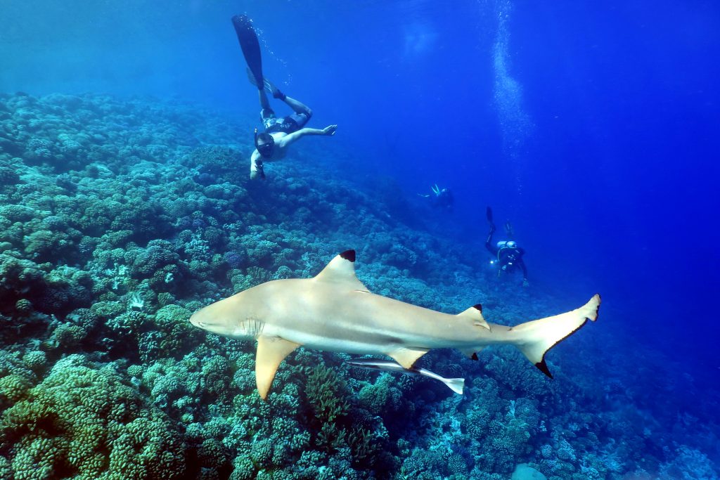 Snorkelling Fakarava Tuamotu French Polynesia