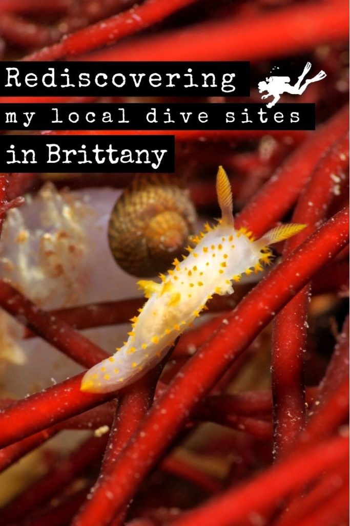 Rediscovering local dive sites in Brittany pin2