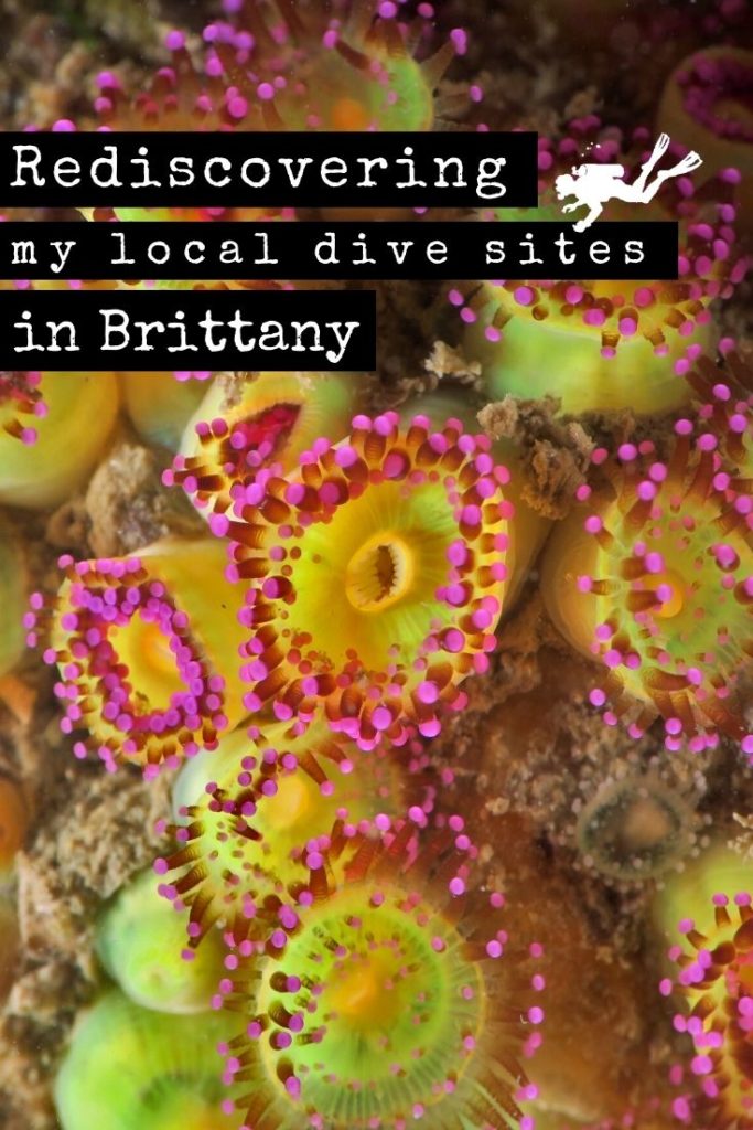 Rediscovering local dive sites in Brittany pin1