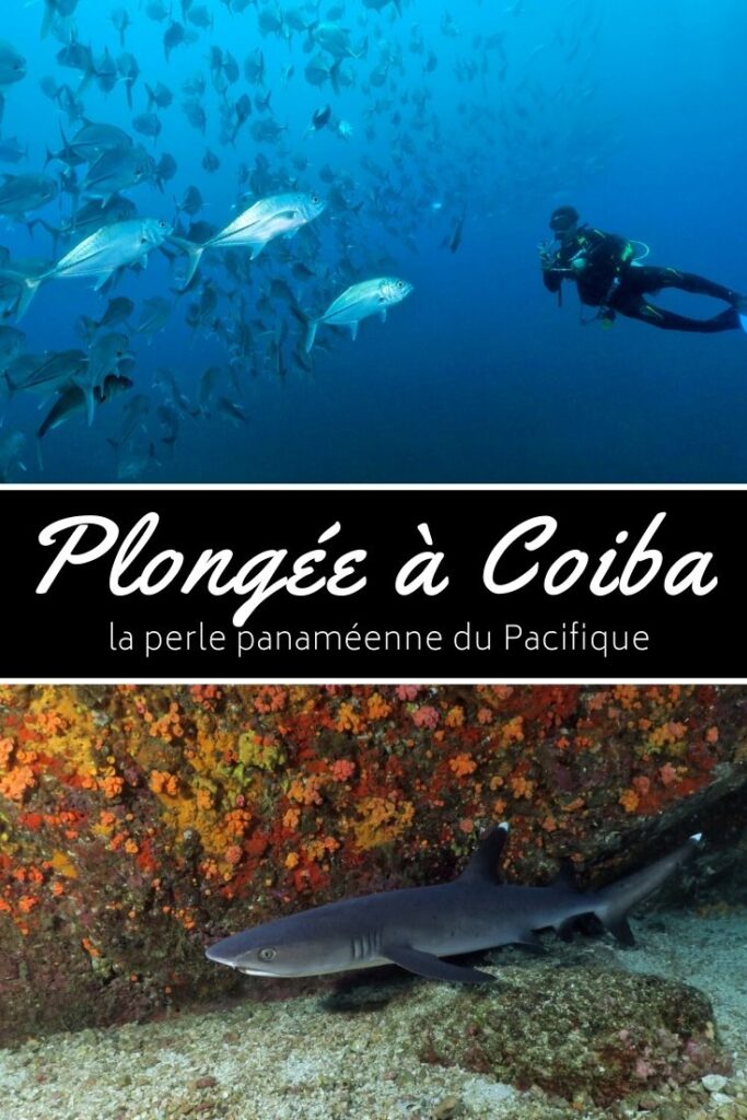 Pin plongée à Coiba Panama