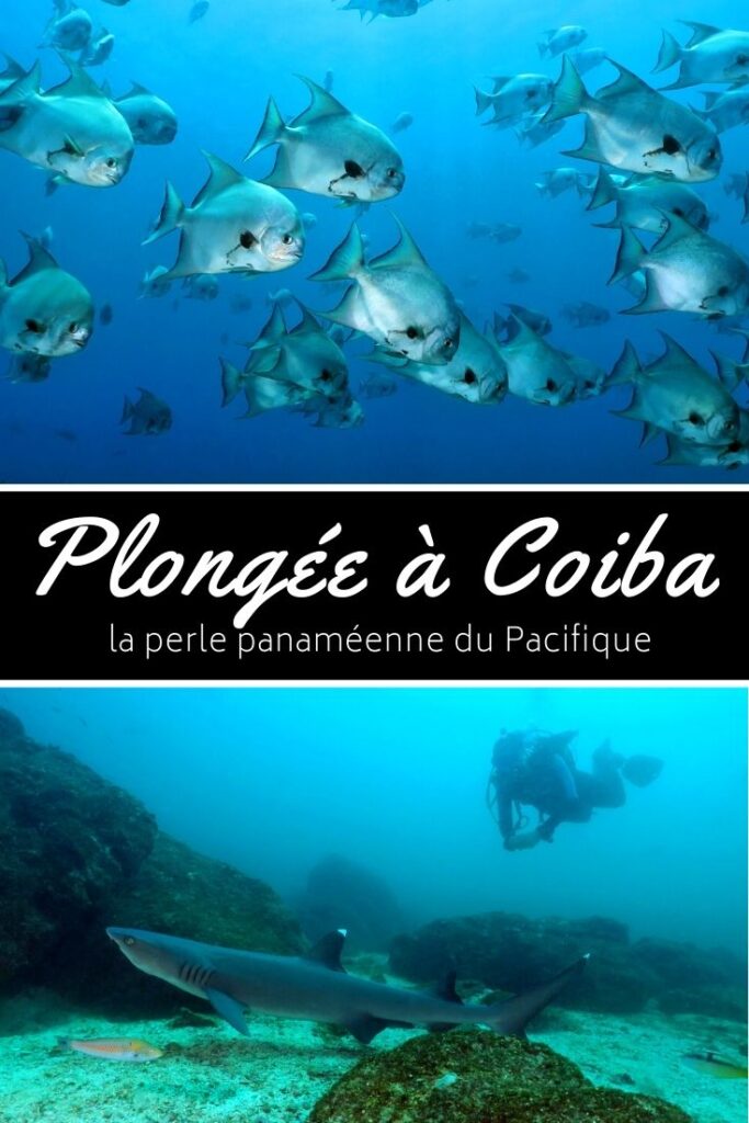 Pin plongée à Coiba Panama