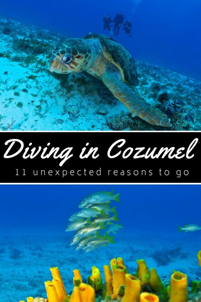 Diving in Cozumel pin2