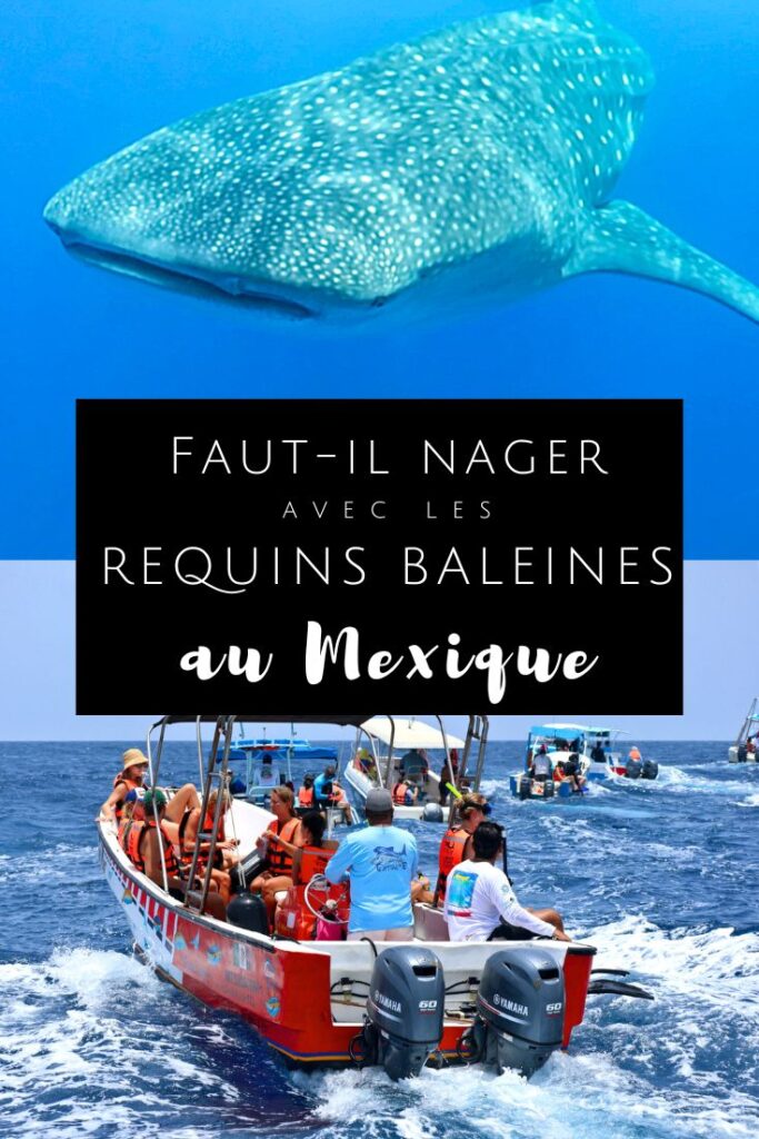 nager avec les requins baleines au mexique pin1