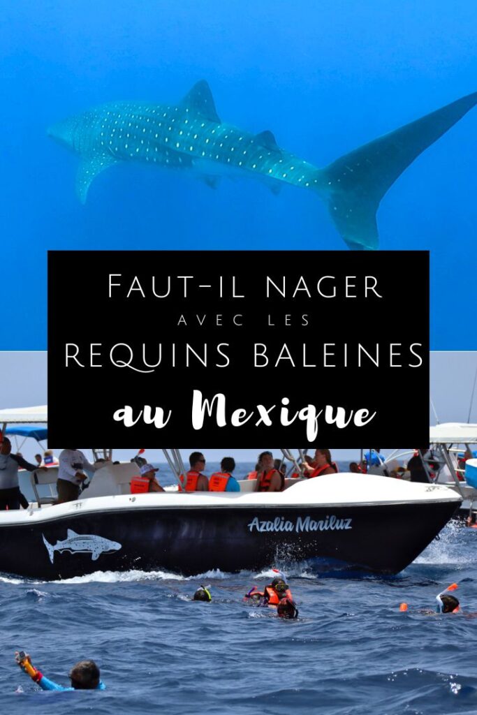 nager avec les requins baleines au mexique pin2