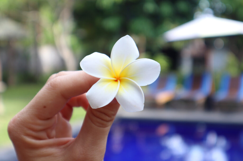 frangipani flower in Bali