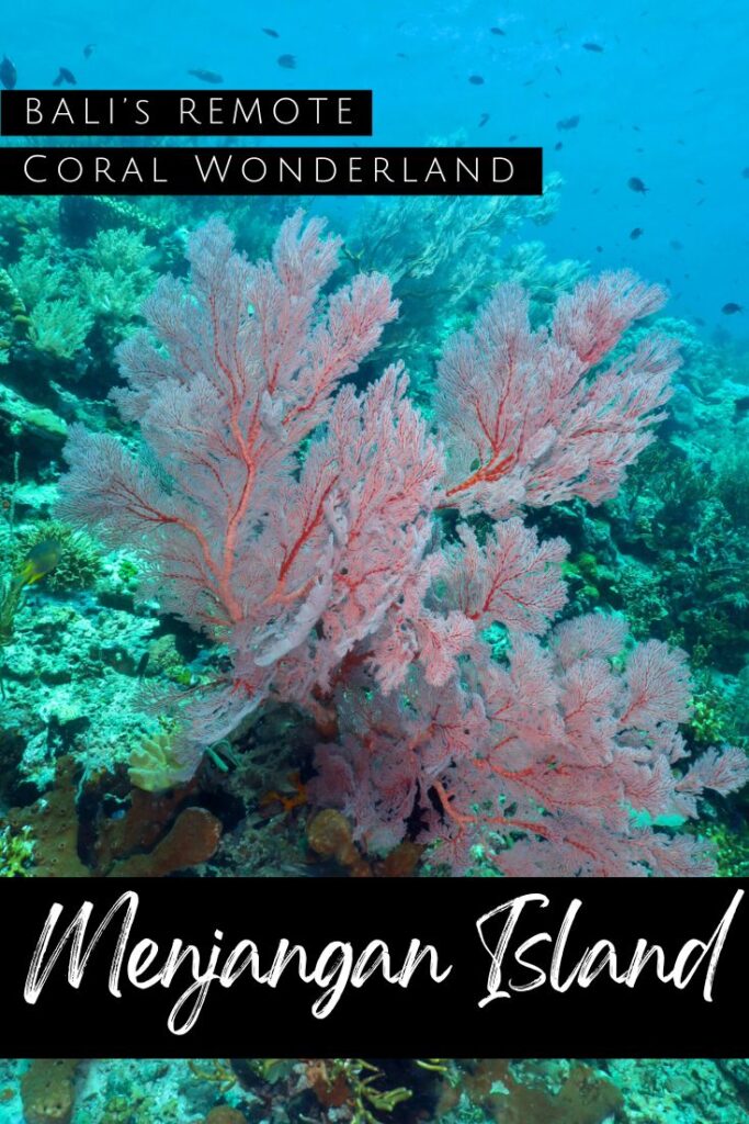 Diving in Menjangan Island - pin1