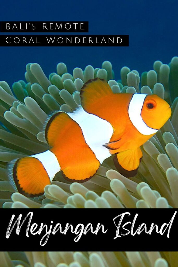Diving in Menjangan Island - pin2