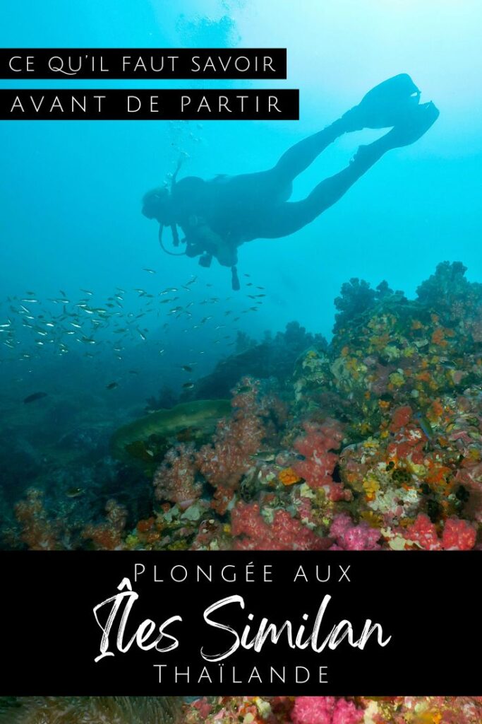 Plongée aux îles Similan - Thaïlande - pin1