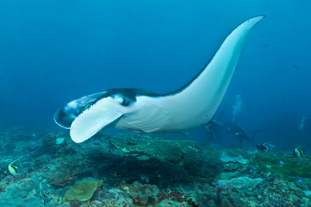 diving in Nusa Penida - Manta Point