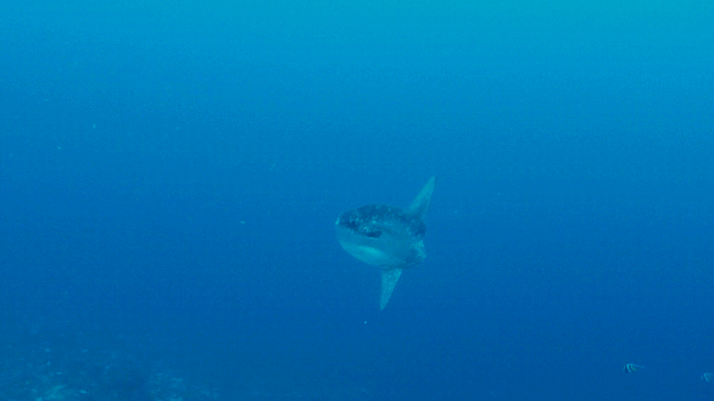 Mola-Mola in Nusa Penida