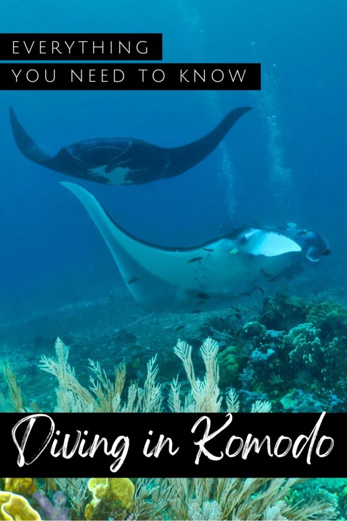 Diving in Komodo pin 1
