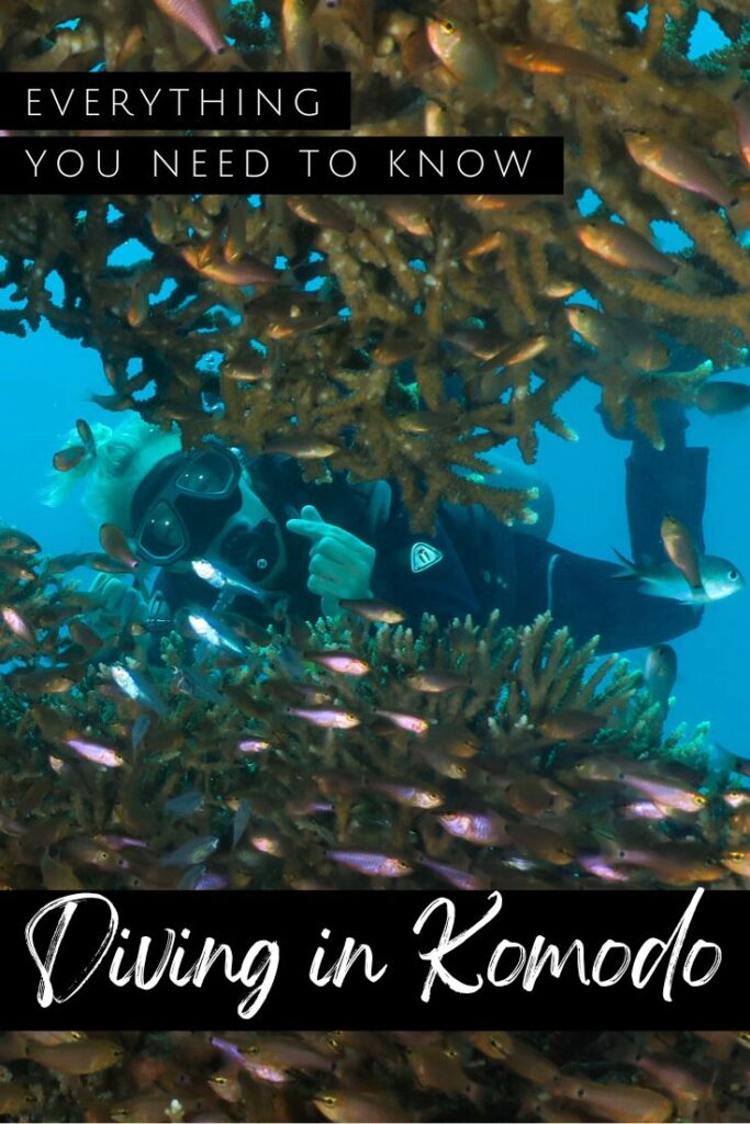 Diving in Komodo pin 2