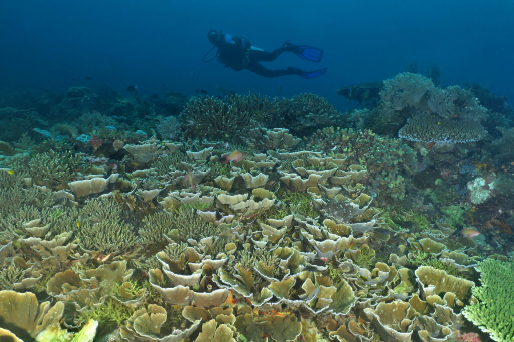 Diving in Komodo - Mawan