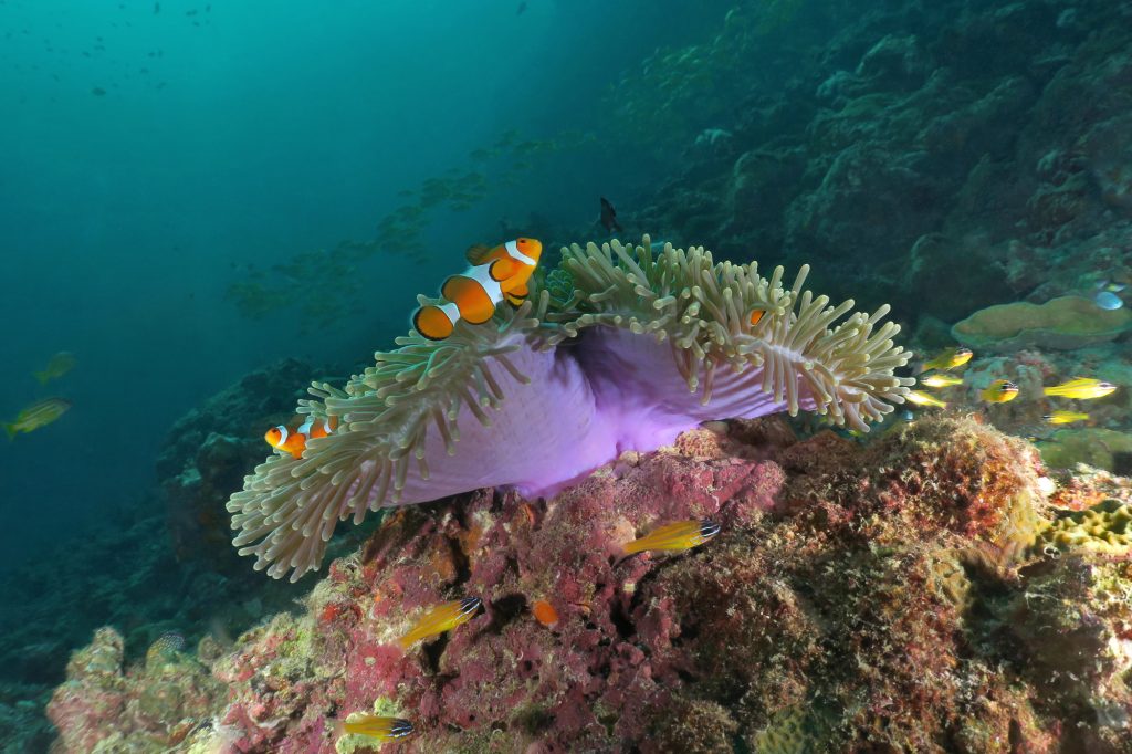 diving in Koh Lanta Thailand - Koh Haa - clownfish