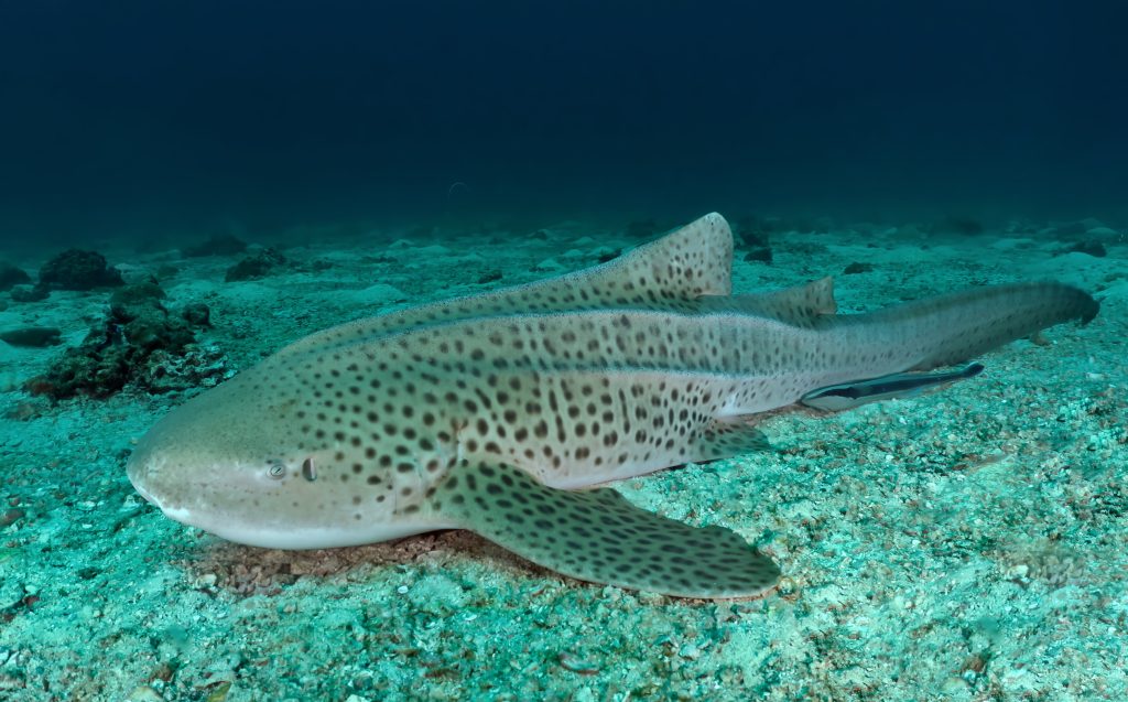 leopard shark diving in Koh Lanta Thailand