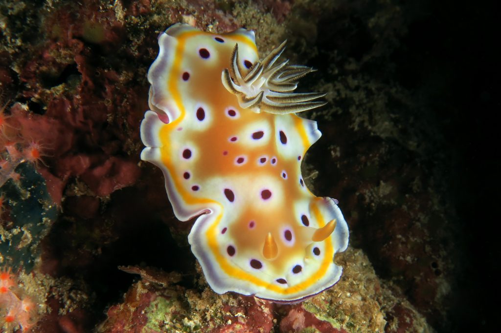 Diving in Koh Lanta - Twin chromodoris nudibranch
