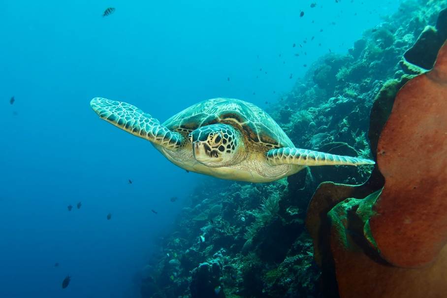plongée au parc national de Bunaken - Sulawesi du nord