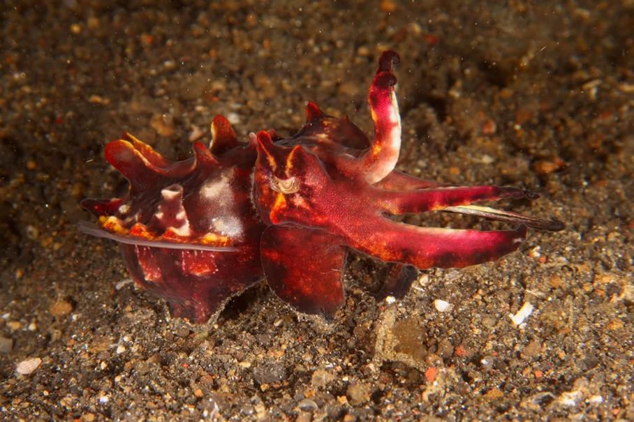 plongée dans le détroit de Lembeh - Sulawesi du nord
