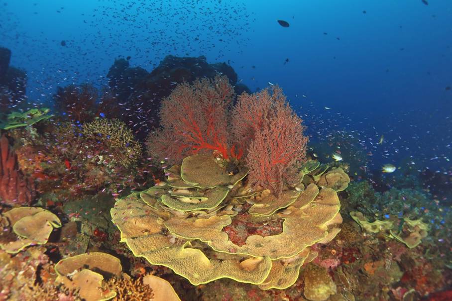 plongée dans le parc national des îles Togian - Sulawesi du centre