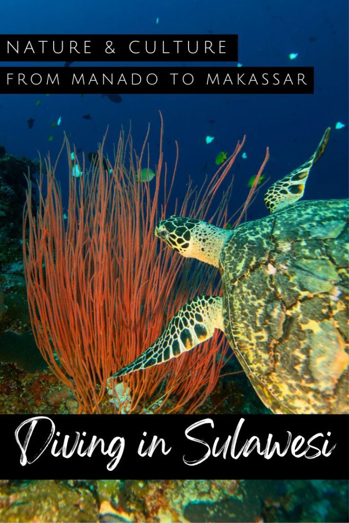 Diving in Sulawesi pin1