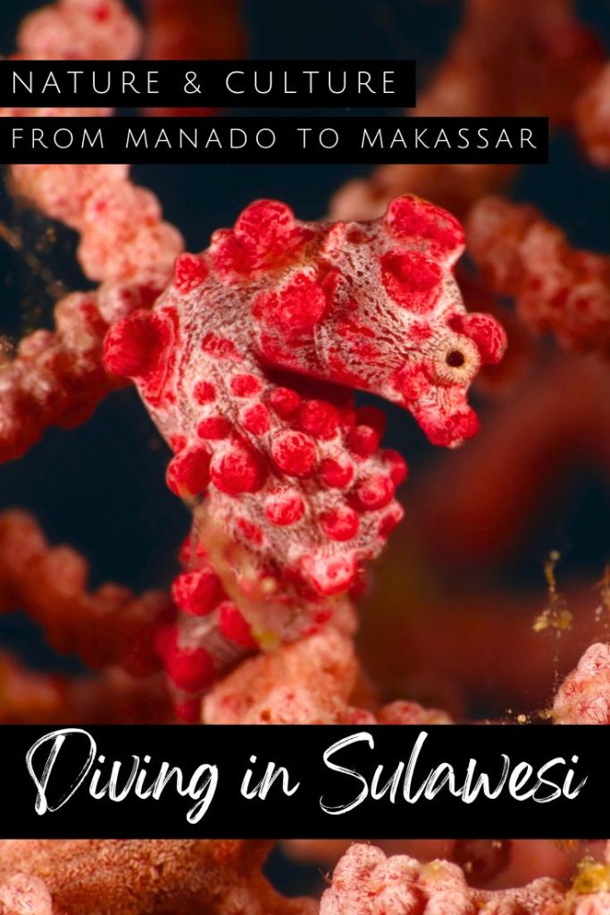 Diving in Sulawesi pin2