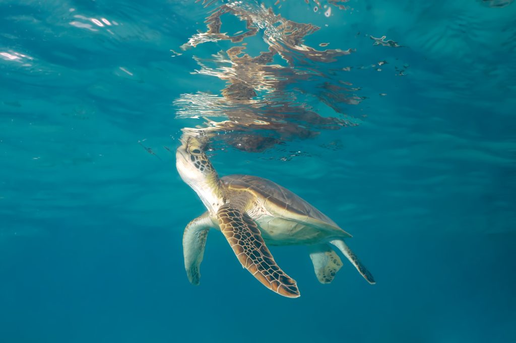 snorkelling with turtles Tokashiki Okinawa