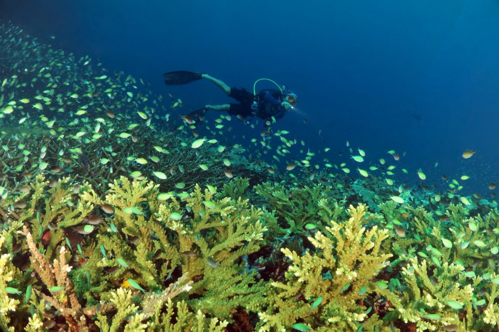 Plongée à Raja Ampat