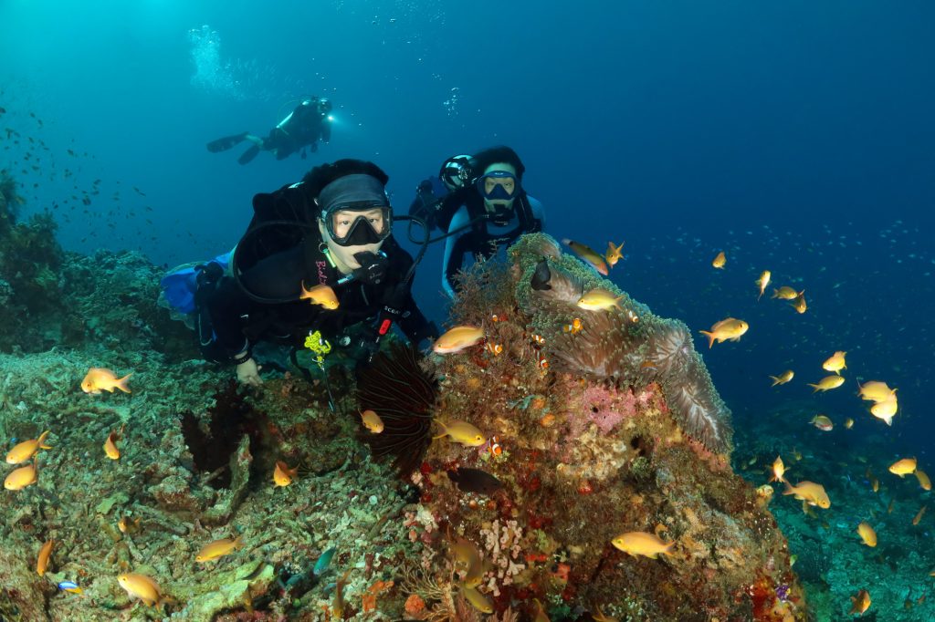 Plongée à Raja Ampat - Jardin de Melissa