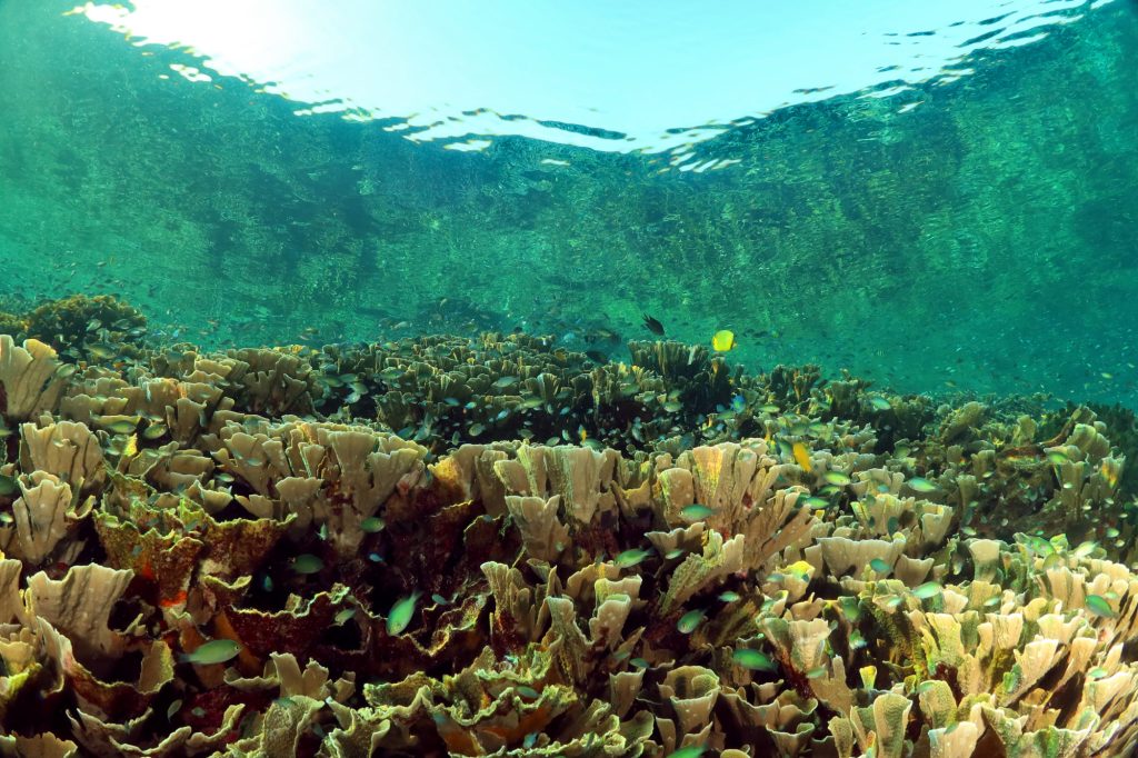 Snorkeling à Raja Ampat