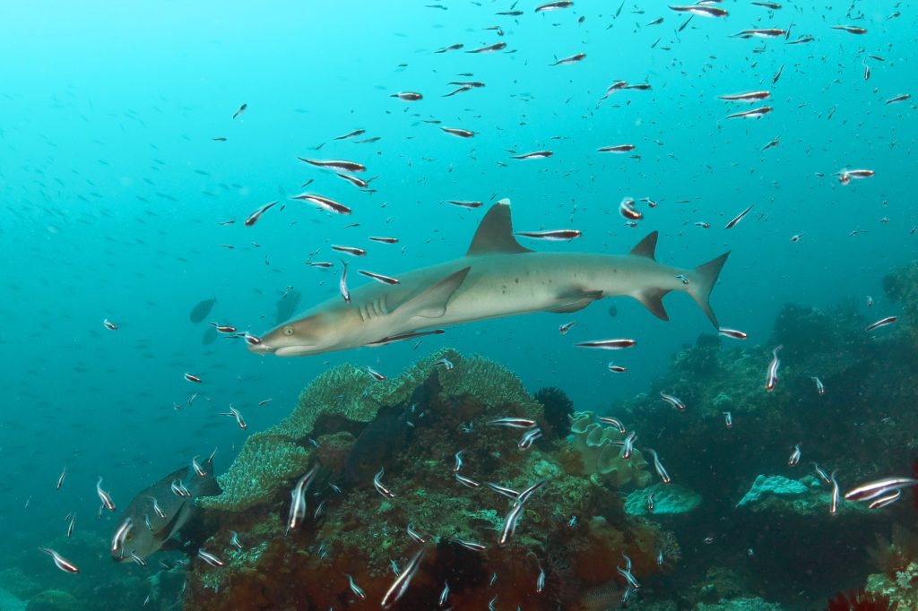 Plongée à Raja Ampat - requin à pointes blanches