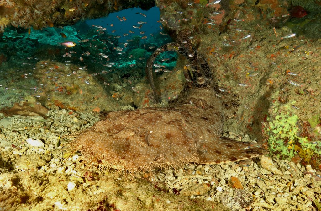 Plongée à Raja Ampat - Requin Wobbegong