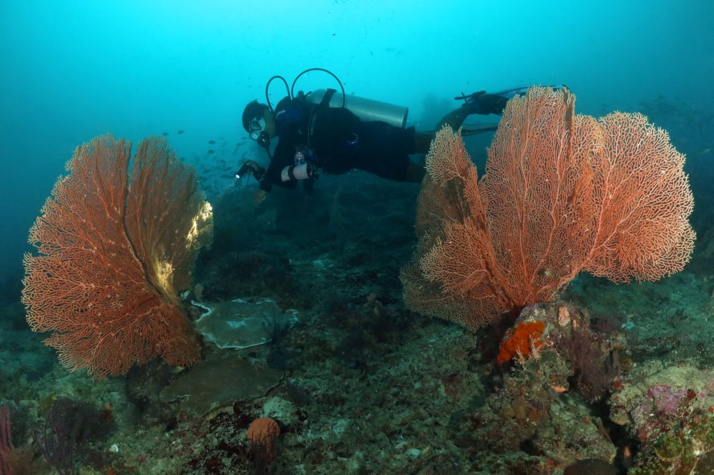 Plongée à Raja Ampat