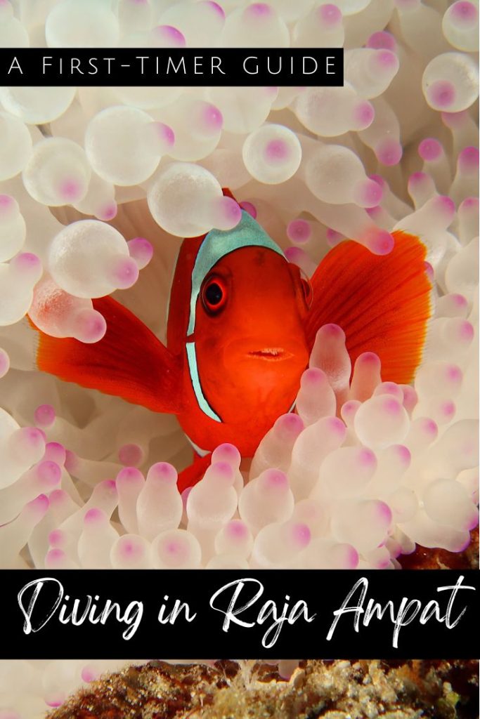 Diving in Raja Ampat - pin2