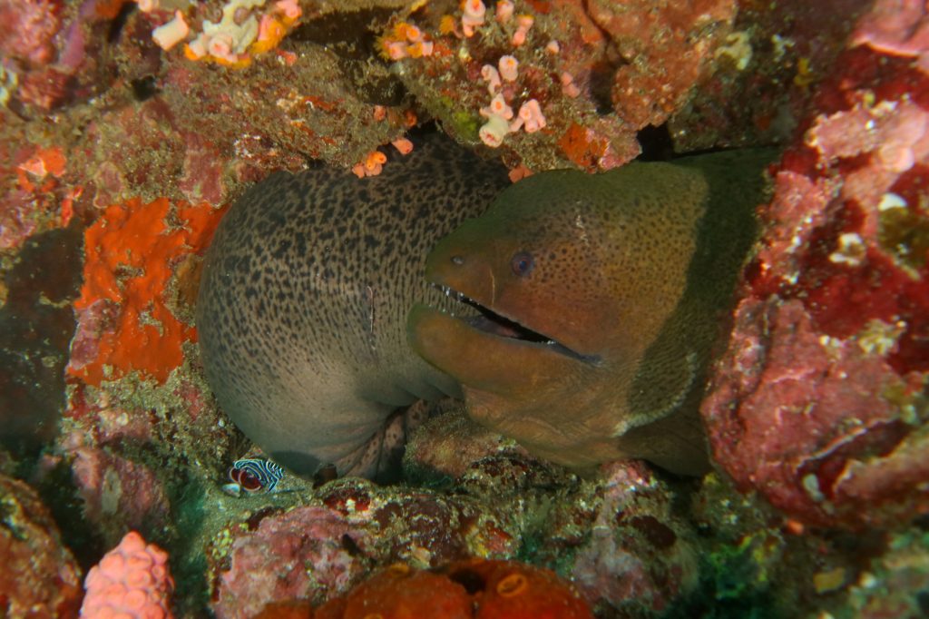 Murène verte géante Plongée Baie de Belongas Lombok Indonésie