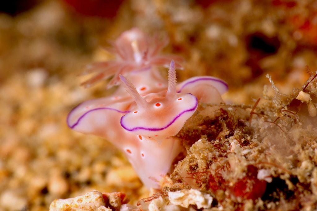 Nudibranche trilobé plongée Gilis secrètes du sud Lombok Indonésie