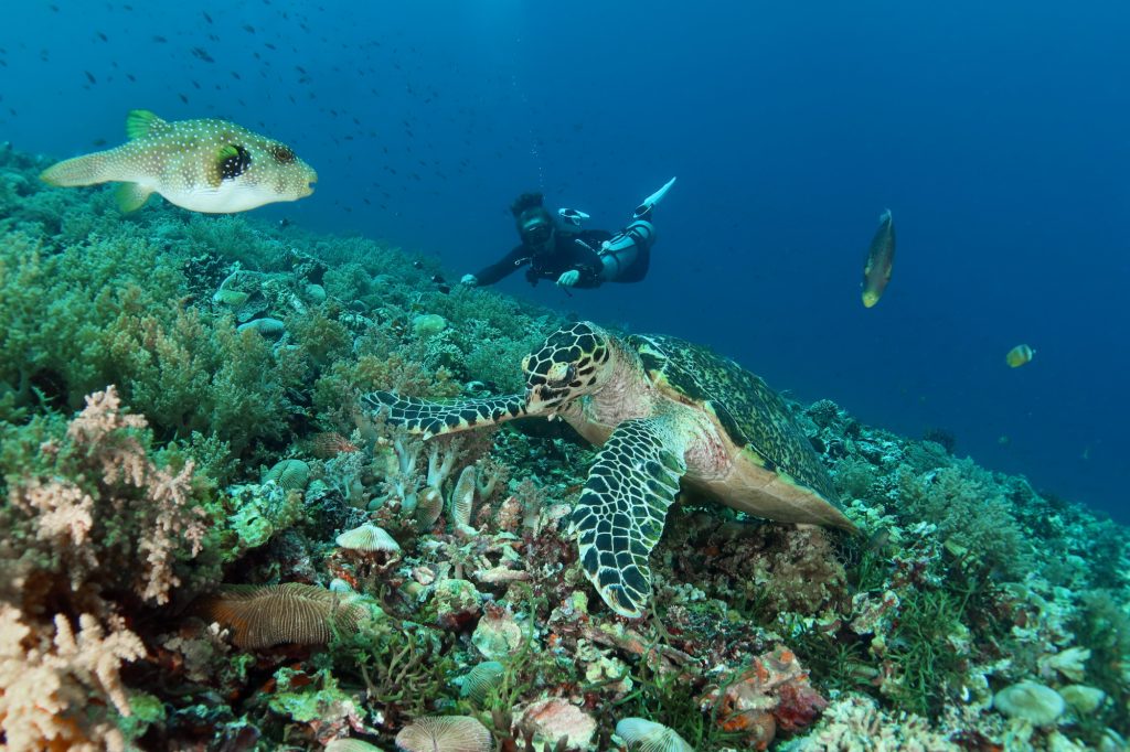 Turtle City Plongée Gili Meno Lombok Indonésie
